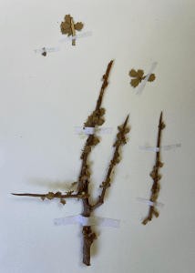 Smanderi specimen collected near Wamba, Kenya