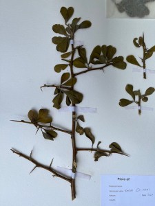 Serai botanical, Wamba, Kenya