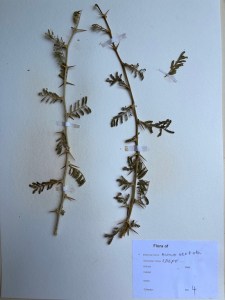 Ldepe specimen collected near Wamba, Kenya.