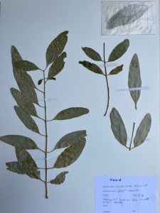 Seketi specimen from Wamba, Kenya