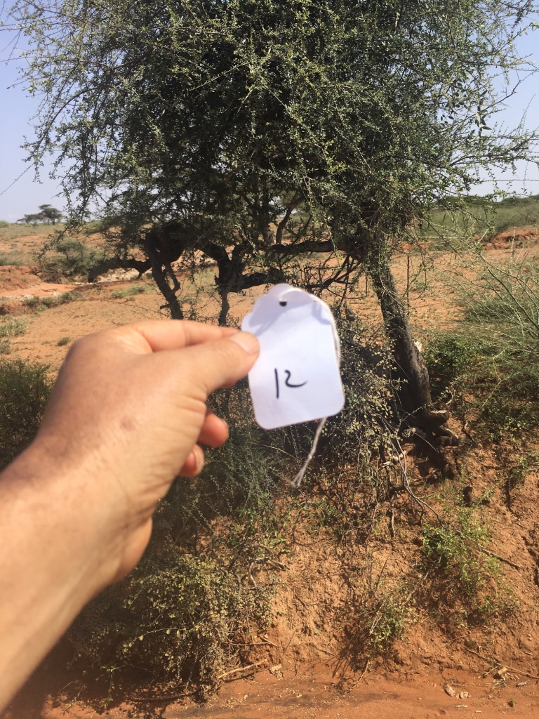 Ldumei specimen from near Wamba, Kenya